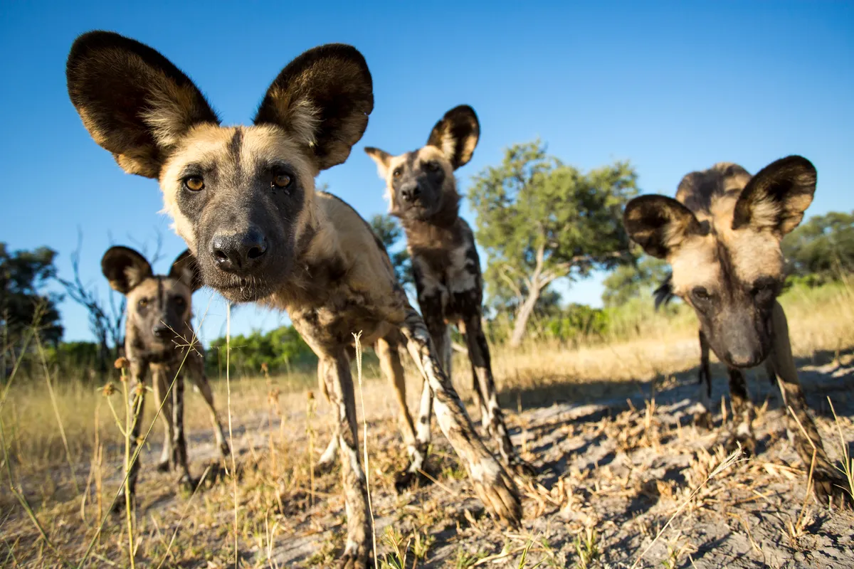 African wild dogs in Moremi Game Reserve in Botswana. © Paul Souders/Getty