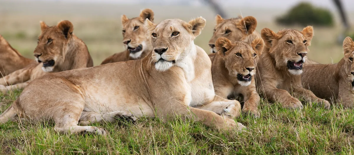 Lions live in large groups known as prides. Killing of adult members can disrupt group dynamics and hinder group survival. Anup Shah/Getty