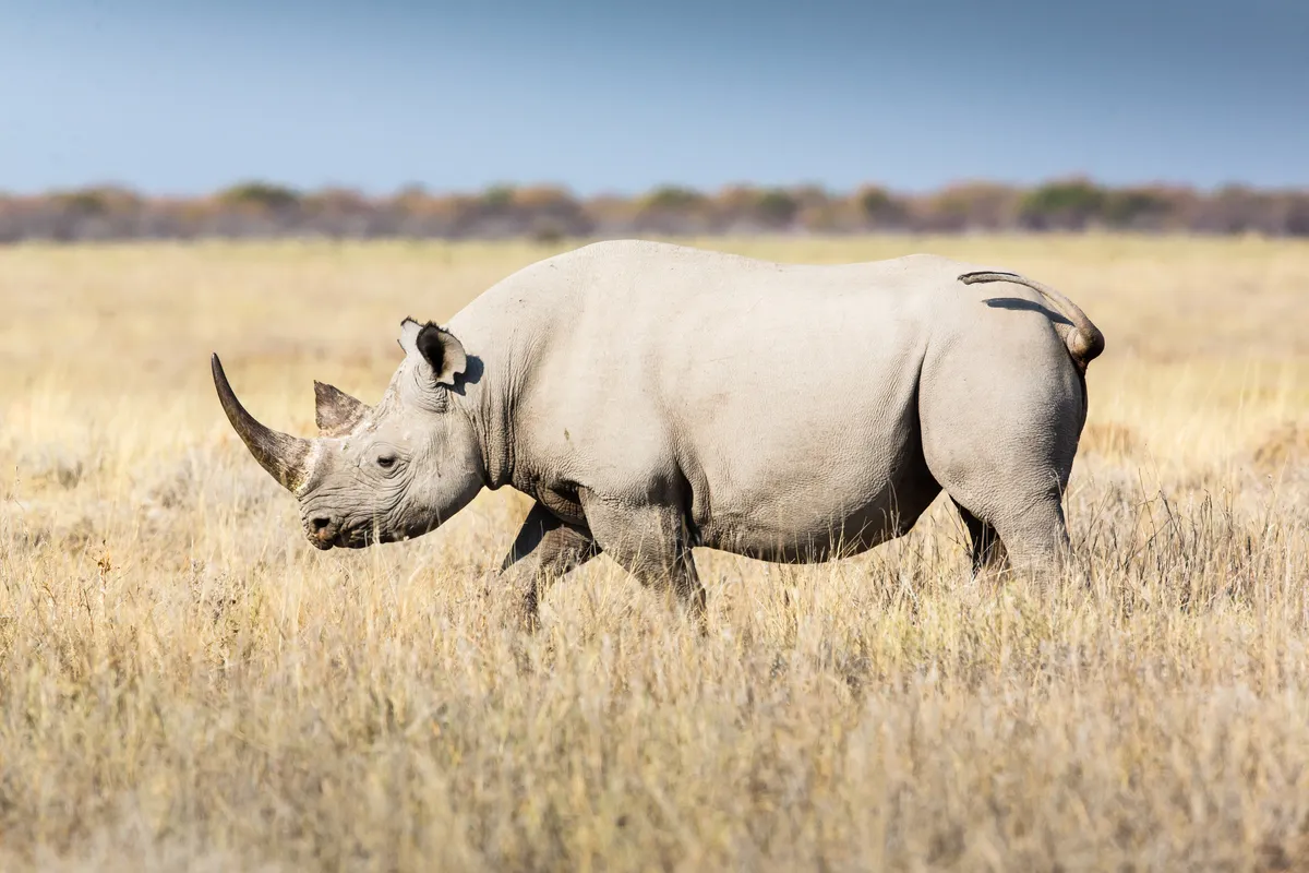 A white rhinoceros, the largest of the 5 species. Manuel ROMARIS/Getty