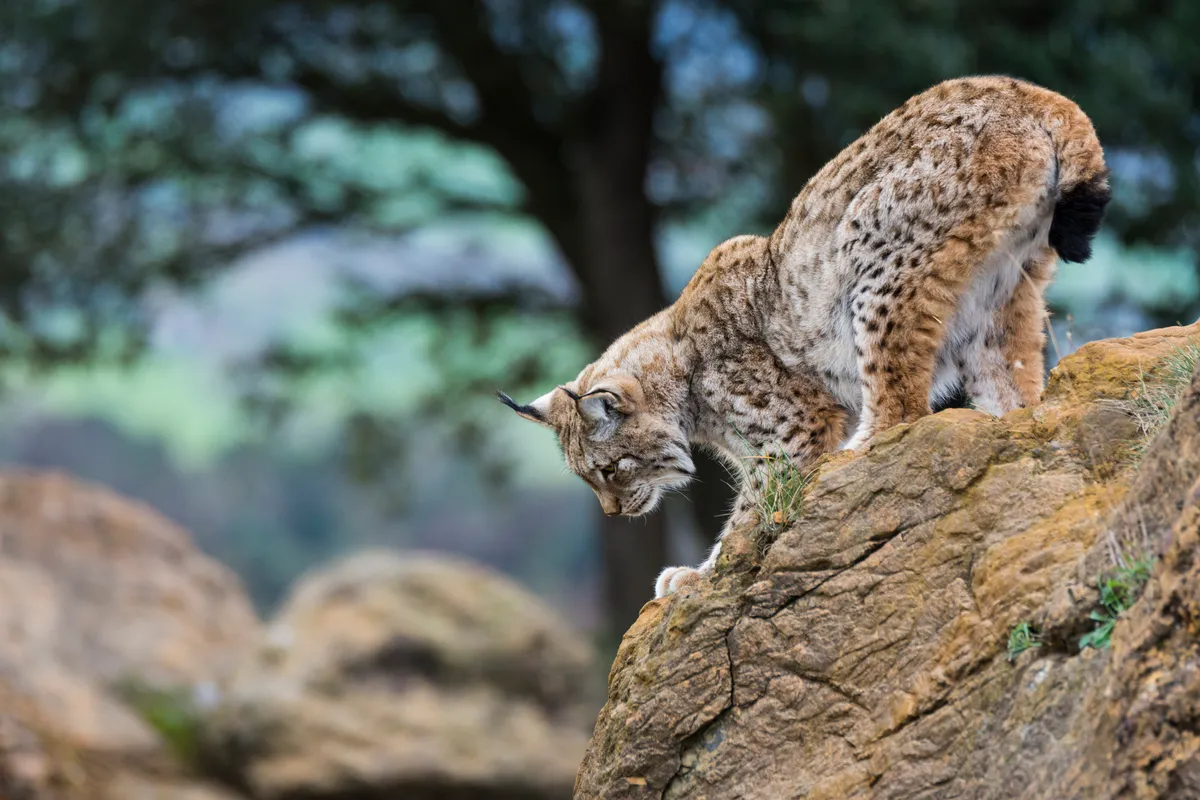 Iberian lynx in nature