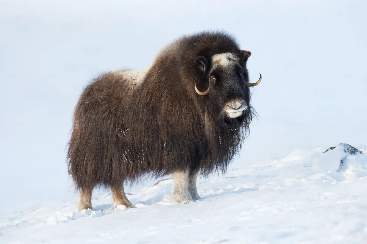 A musk ox in the snow at Dovrefjell National Park, Norway. © Dgwildlife/Getty