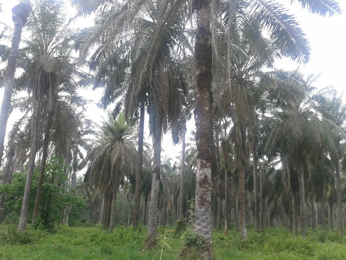 Oil palm plantation in Puerto Wilches, Columbia. Uniform planting of the palm can deter wildlife, as many animals require a complex understory.