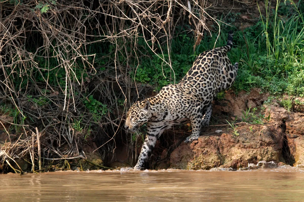 Animals such as jaguar requite water-adjacent riparian forests to use as corridors across plantations. Panthera
