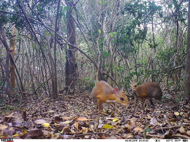 Silver-back chevrotain photographed by a camera trap. © Southern Institute of Ecology/Global Wildlife Conservation/Leibniz Institute for Zoo and Wildlife Research/NCNP