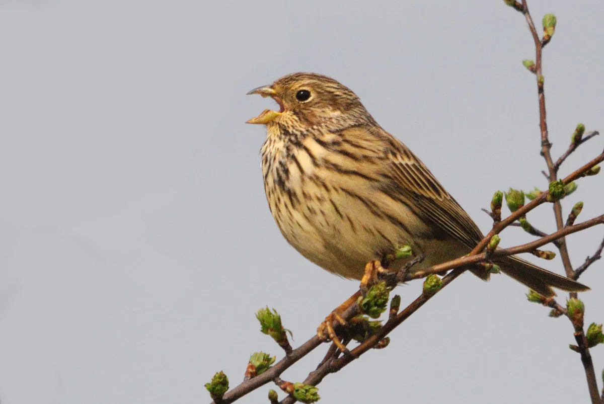 The corn bunting population has shown an encouraging short-term increase. Amy Lewis/BTO
