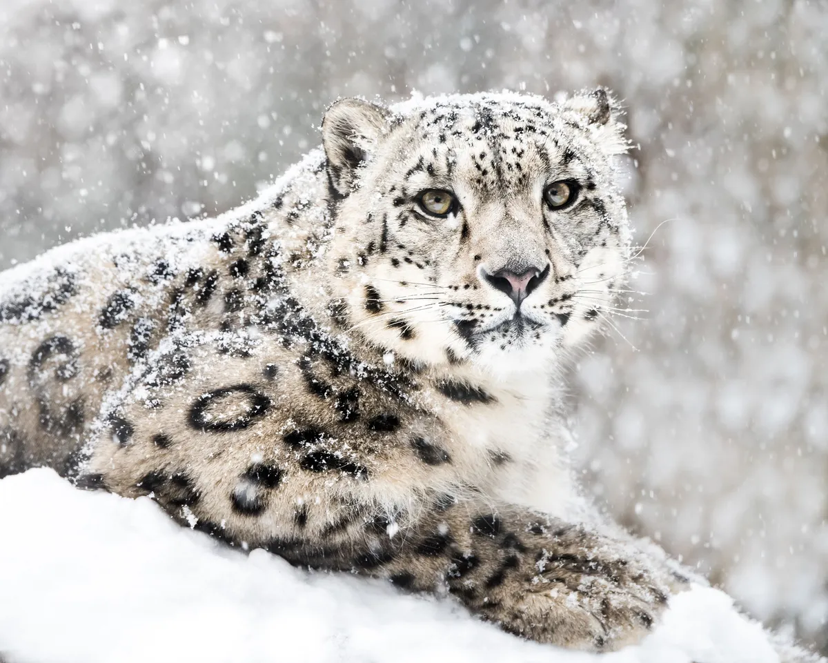 Snow leopard. © Abesolom Zerit/Shutterstock