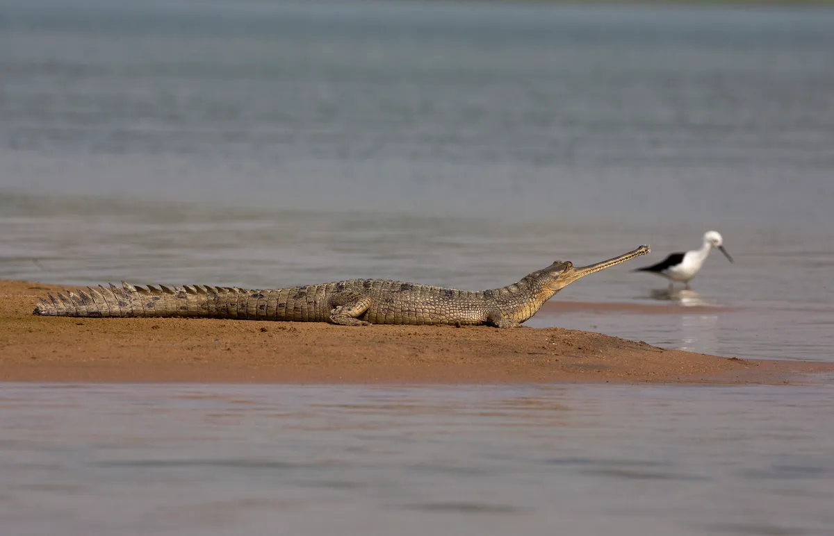 Gharial basking on the banks of chambal River, Gavialis gangeticus Rajasthan, India