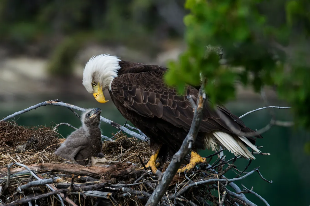 Bald eagle with a chick. © Paul Newman/Getty