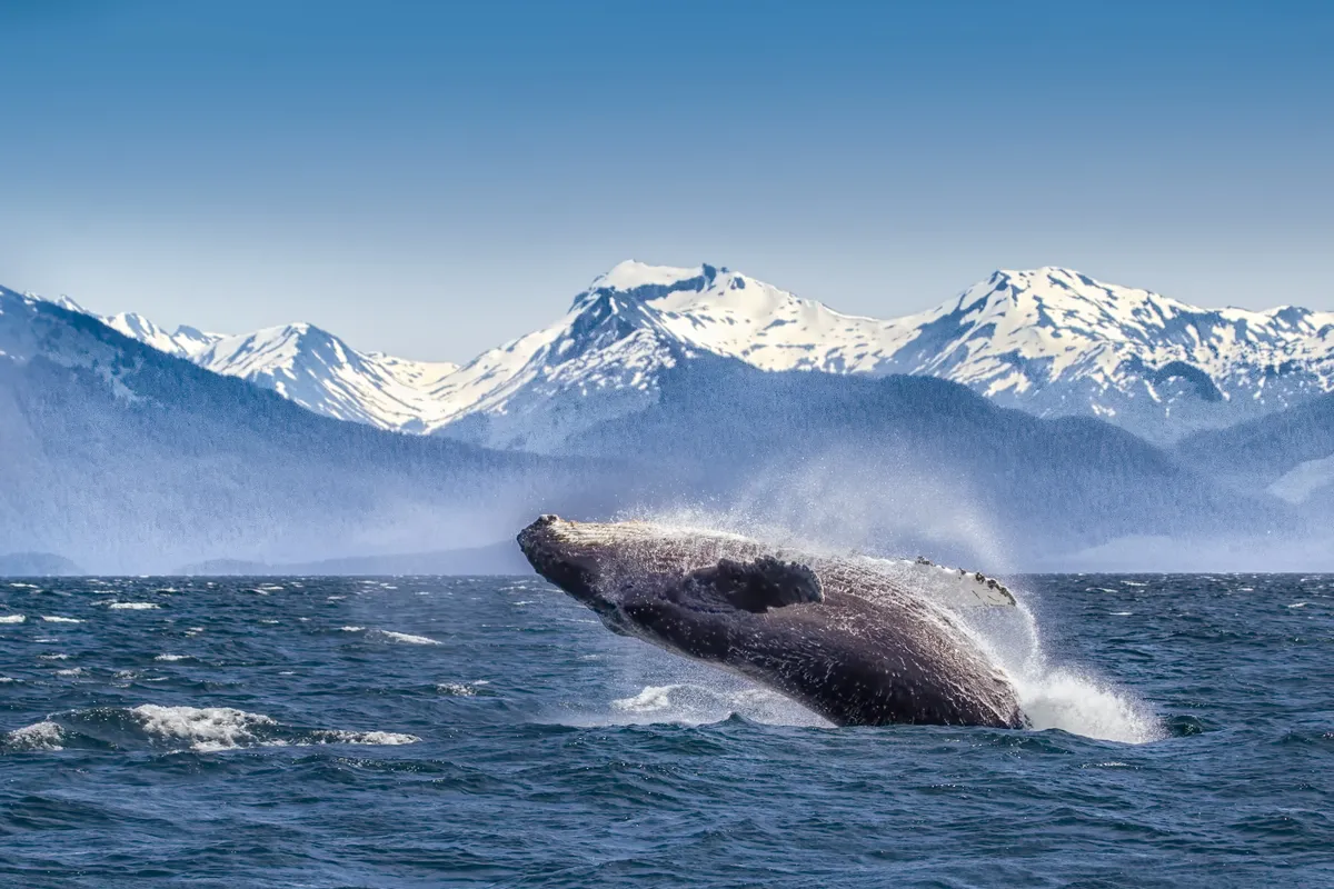 Breaching humpback whale in Alaska. © Betty Wiley/Getty