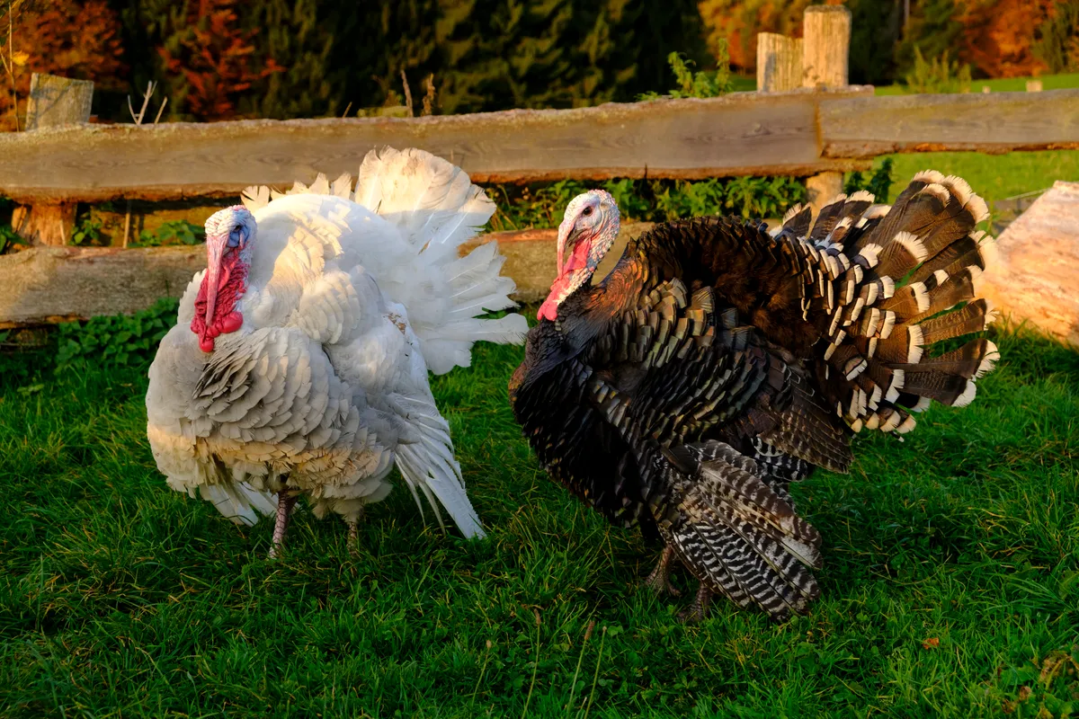 Free range, organic turkeys are better for the environment, teh turkeys, and your tastebuds than industrailly farmed birds. Westend61/Getty