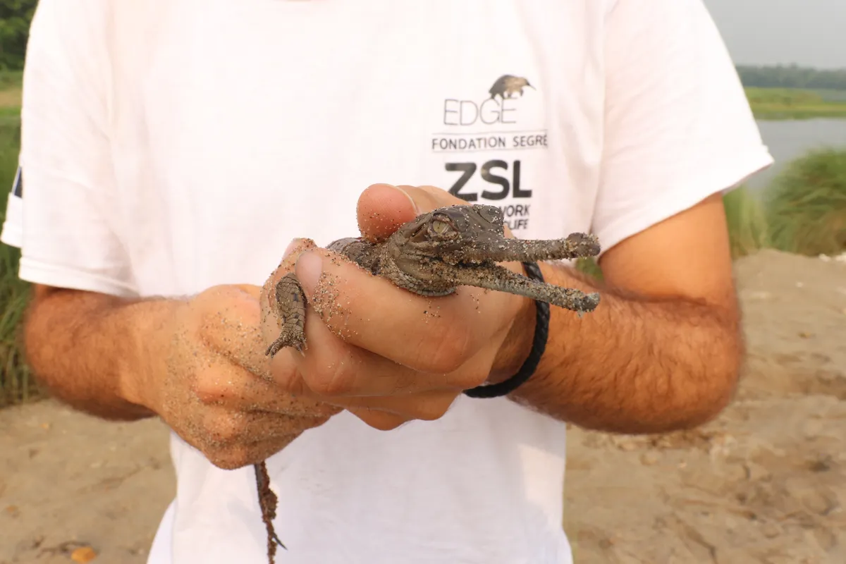 Gharial hatchling held by ZSL's PhD Researcher with EDGE (c) Ashish Bashyal_ZSL