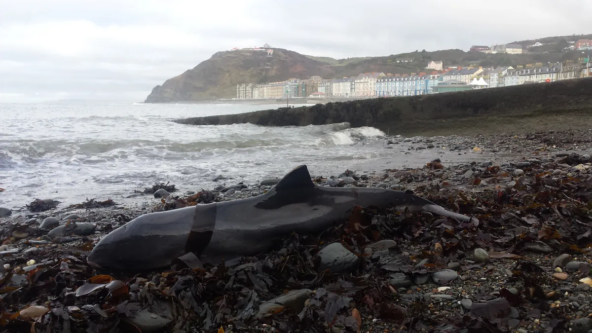 A stranded porpoise Wales (c) Kathy James/Seawatch Foundation.