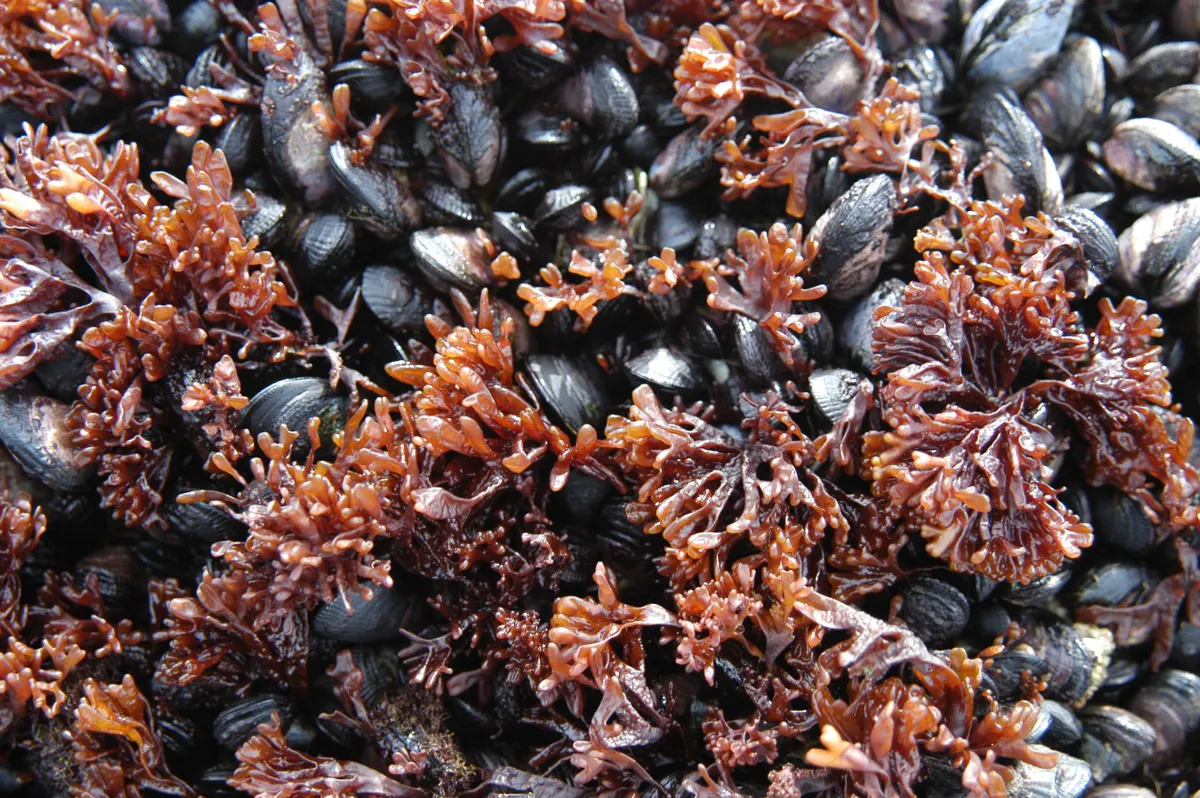 Mixed bed of blue mussels, including Mytilus chilensis, located at the southern tip of South America. © D Barnes/British Antarctic Survey
