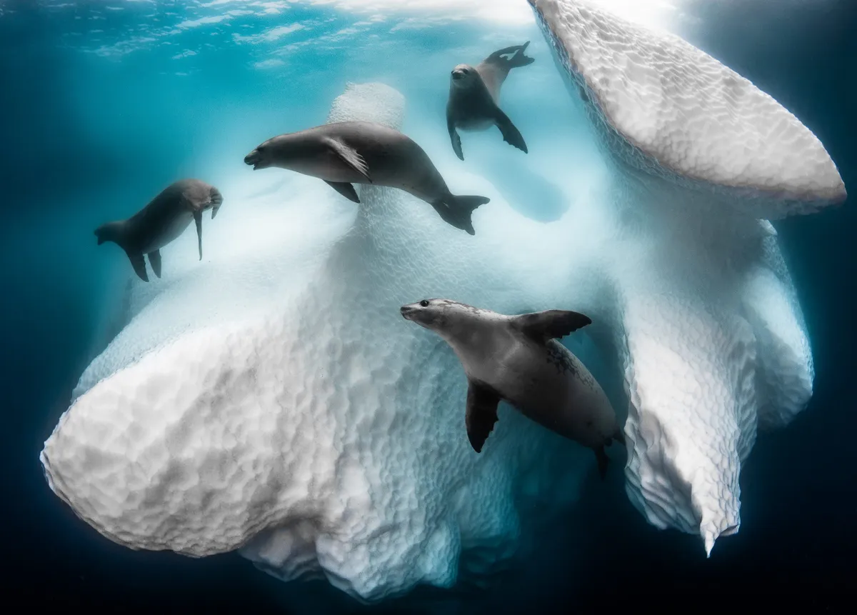 Underwater Photographer of the Year 2020 (and Wide Angle Category Winner): Frozen mobil home (crabeater seals and iceberg).