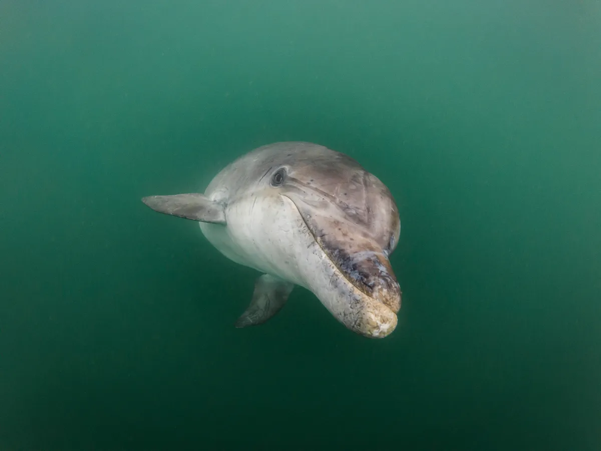 British Waters Compact Category winner: Smile (bottlenose dolphin in Portland Harbour, Dorset, UK).