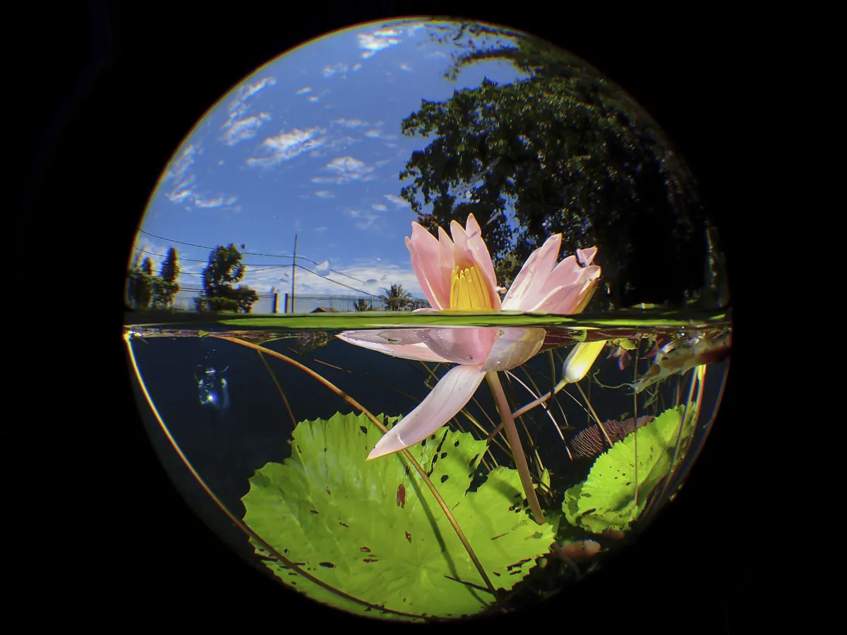 Compact Category winner: Ulana lily (water lily in Uluna Lake, Manado, Indonesia)
