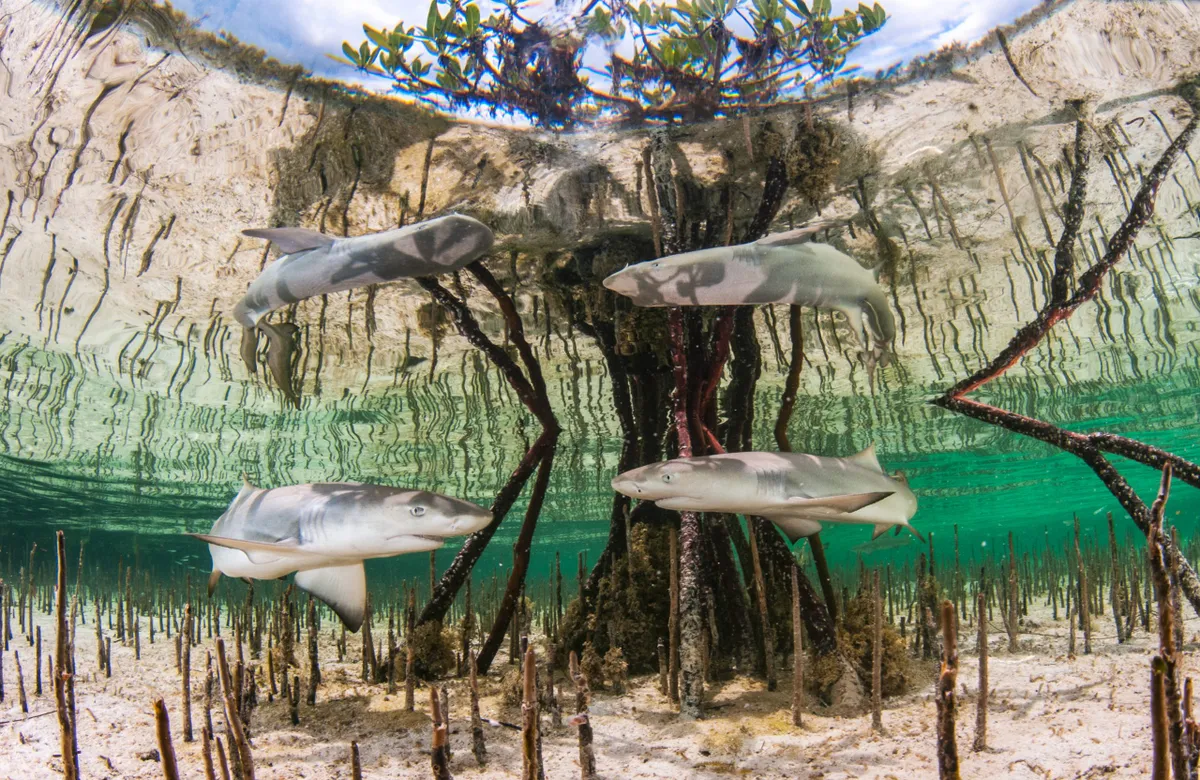 Up & Coming Category Winner: Shark nursery (lemon shark pups in the Bahamas).