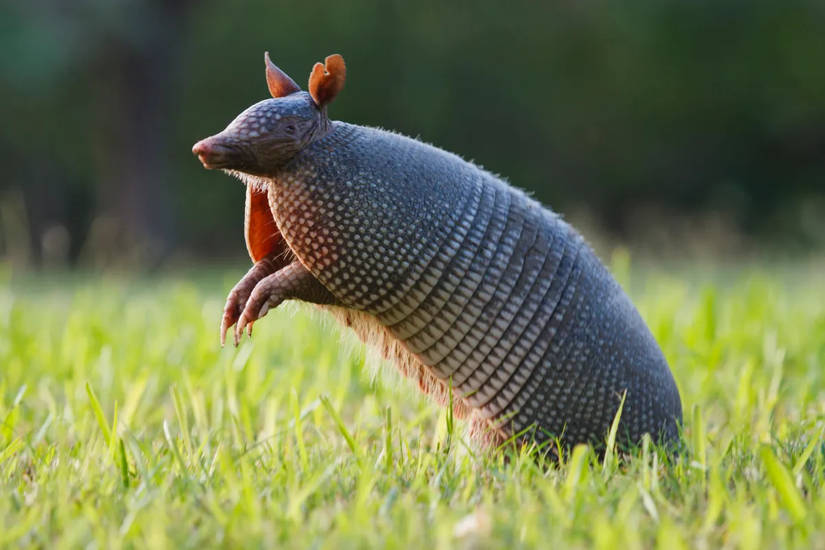 A nine-banded armadillo in Texas.