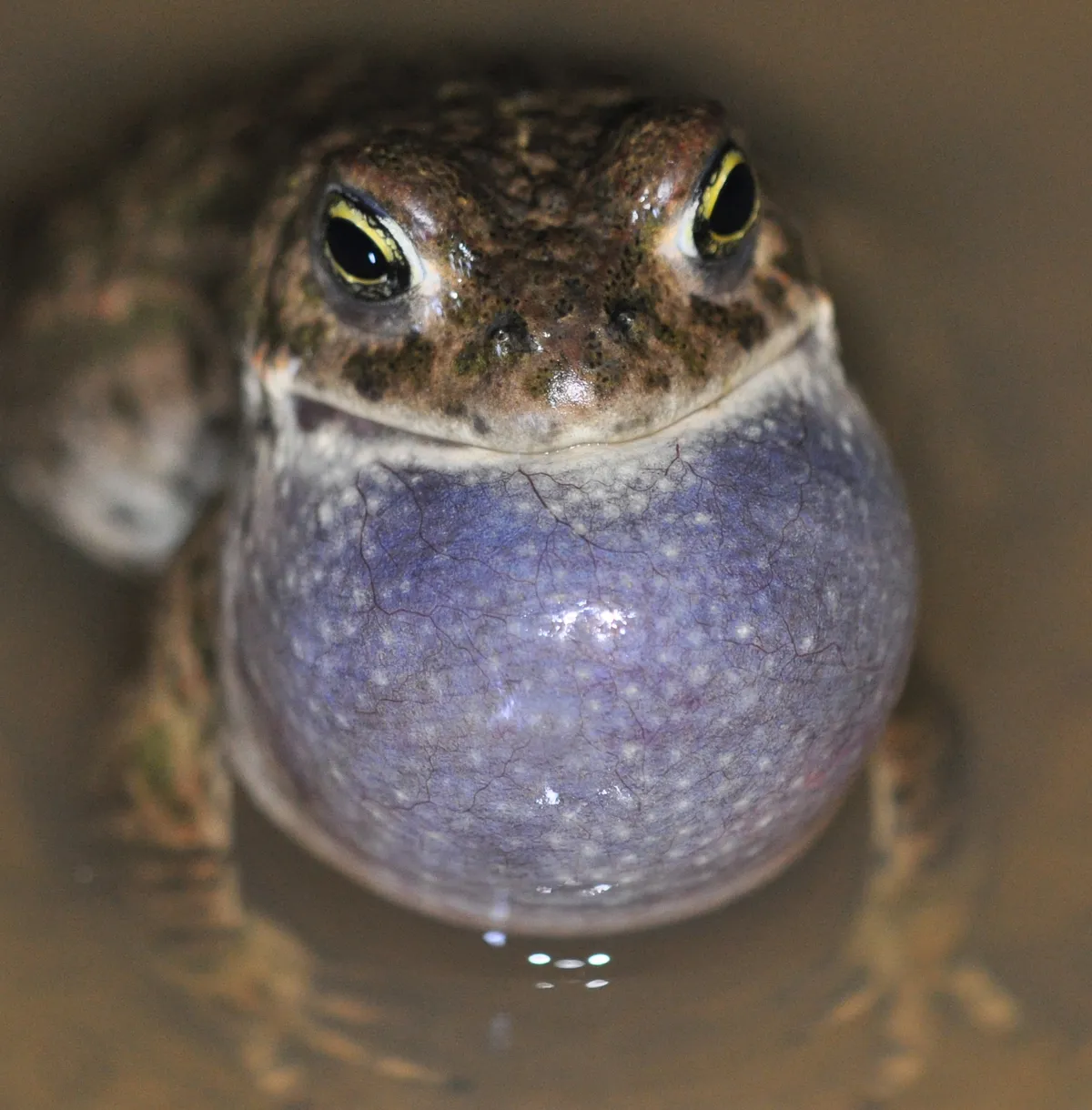 Natterjack toad calling. © Chris Dresh