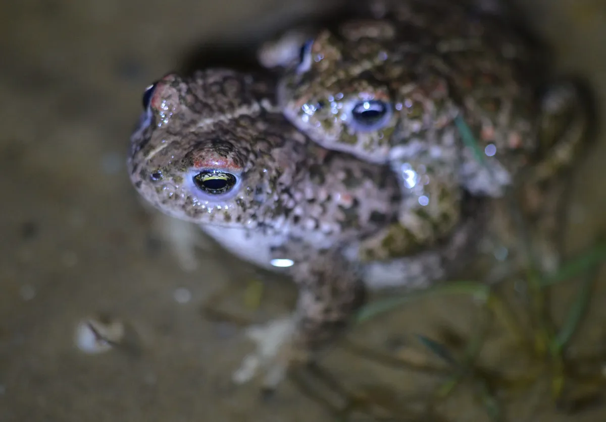 Male and female natterjack toad in amplexus. © Chris Dresh