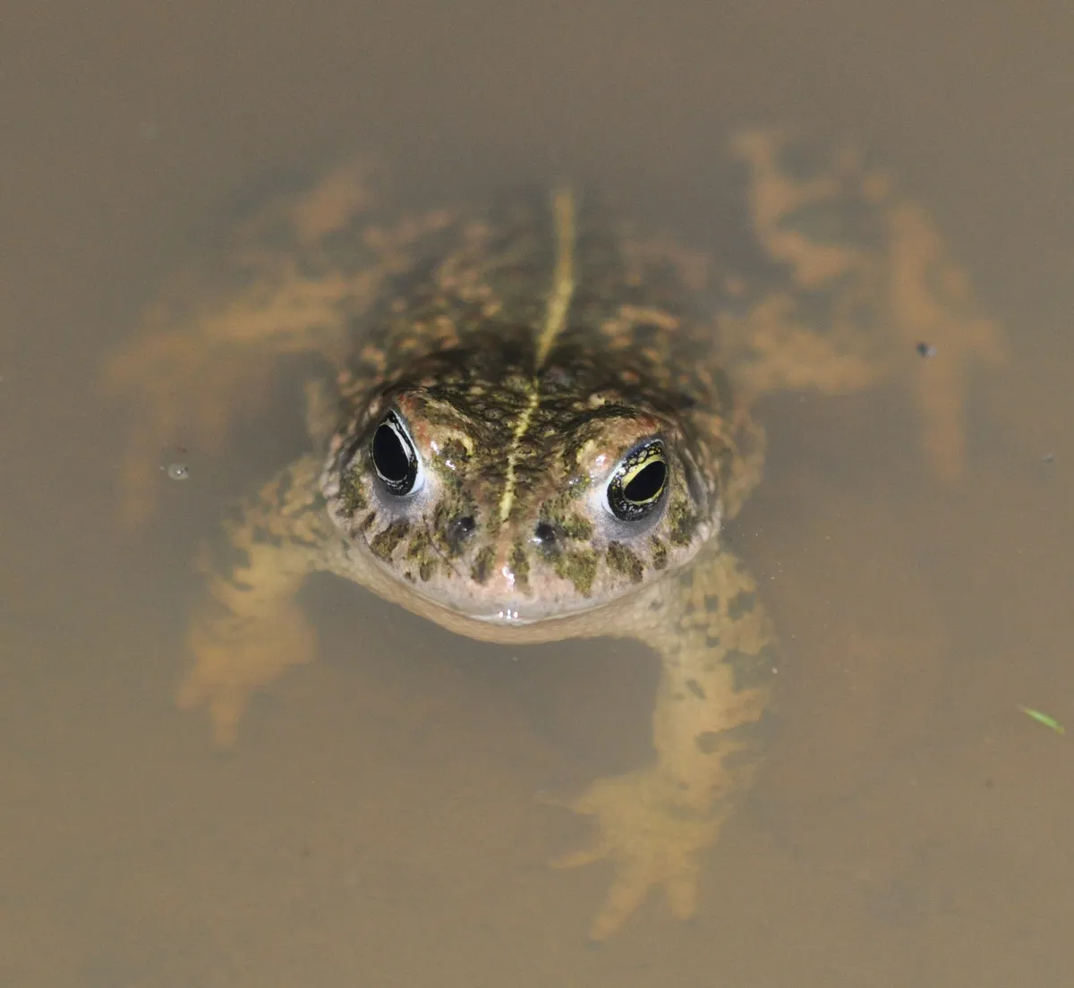 Natterjack toad, showing the yellow line down its back. © Chris Dresh