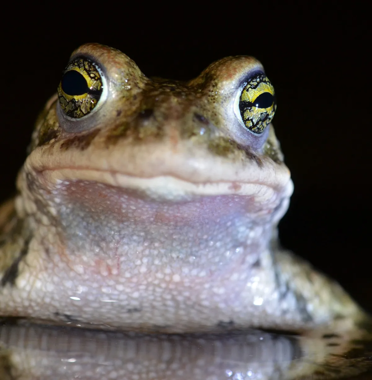 Natterjack toad. © Chris Dresh