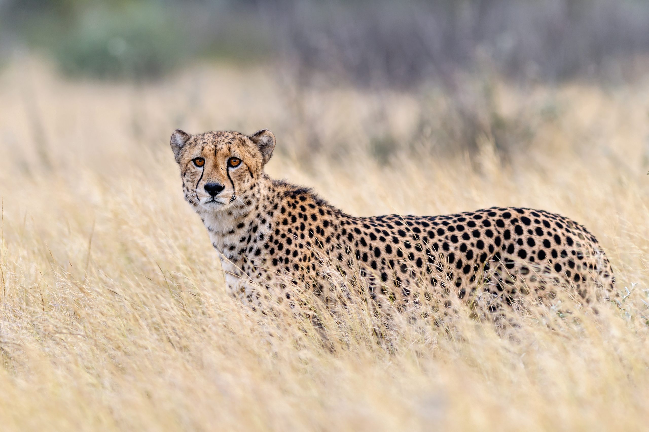 Cheetah guide: how fast can they run and other species facts - Discover Wildlife