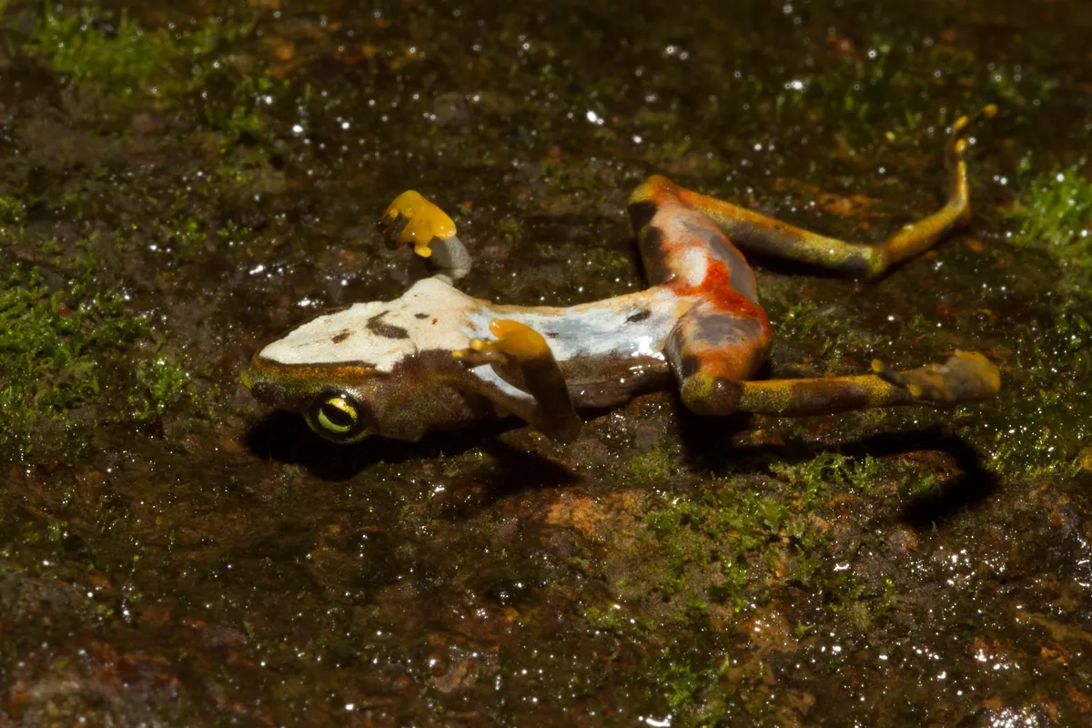 A dead Bd-infected Limosa harlequin frog (Atelopus limos), an Endangered species found in Panama.