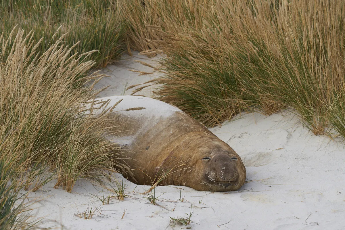 Male Southern Elephant Seal