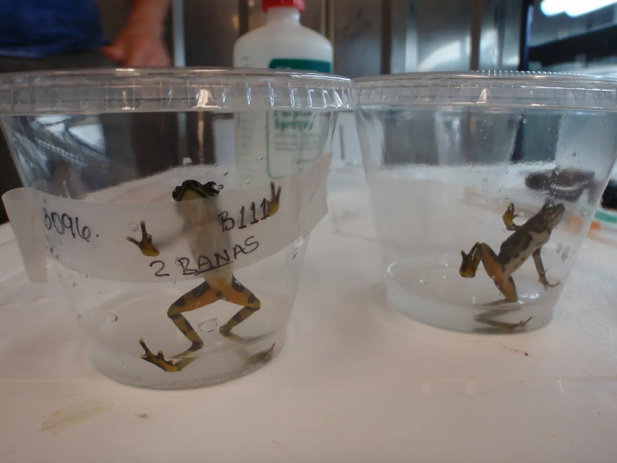 Two Limosa harlequin frogs (Atelopus limos) being treated for chytridiomycosis.