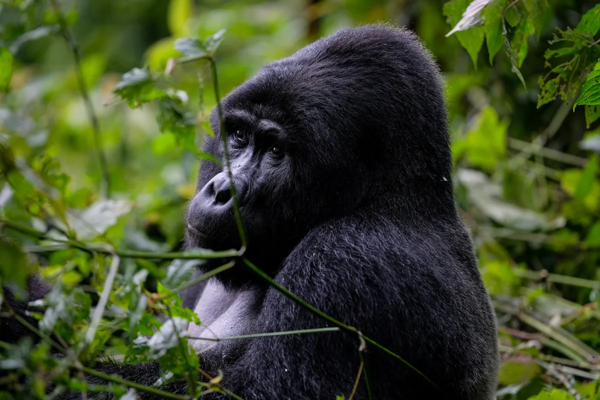Adult Mountain Gorilla in Bwindi Impenetrable National Park