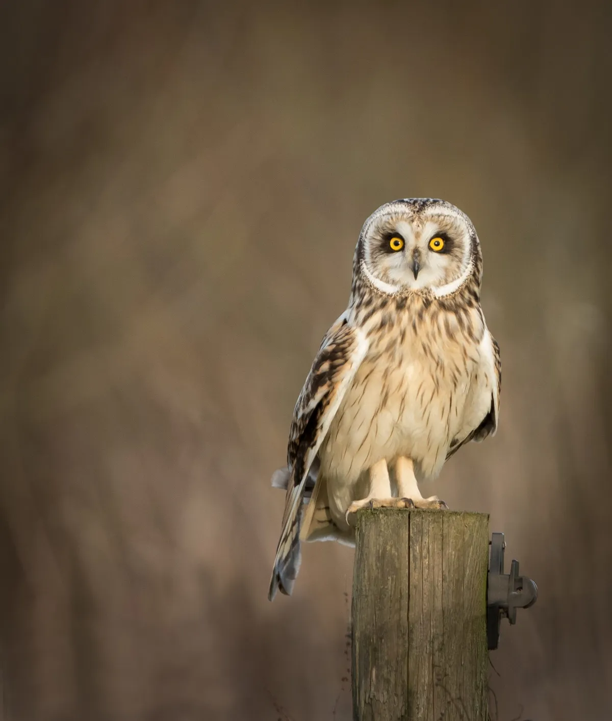 Wild Short eared owl sitting on fence post