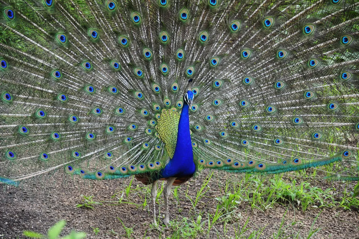 Close-Up Of Indian Peacock