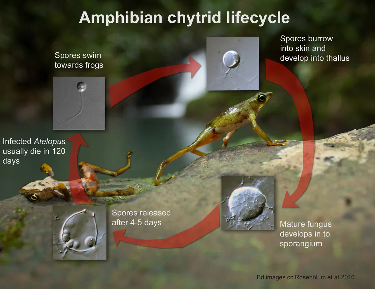 Lifecycle of chytridiomycosis (Bd).