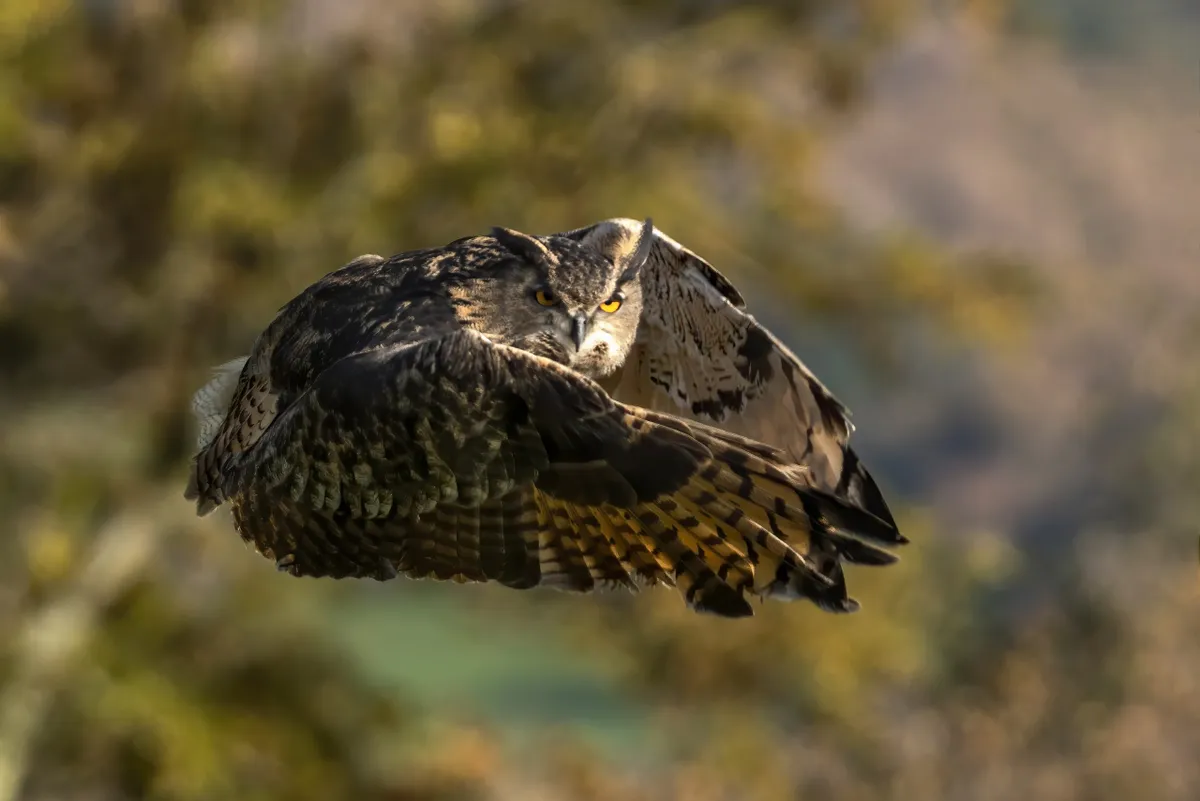 Long Eared Owl in flight