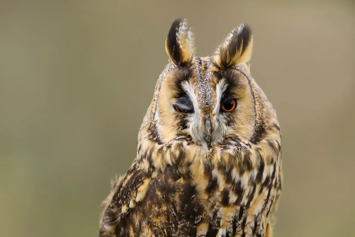 A close up portrait of a Long Eared Owl (Asio otus) bird of prey. Taken in the Welsh countryside