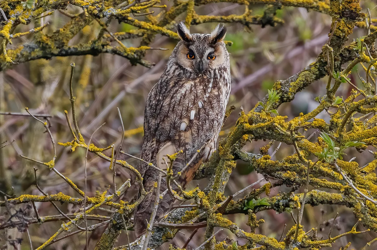 Long-eared owl at RSPB Saltholme in Middlesbrough.
