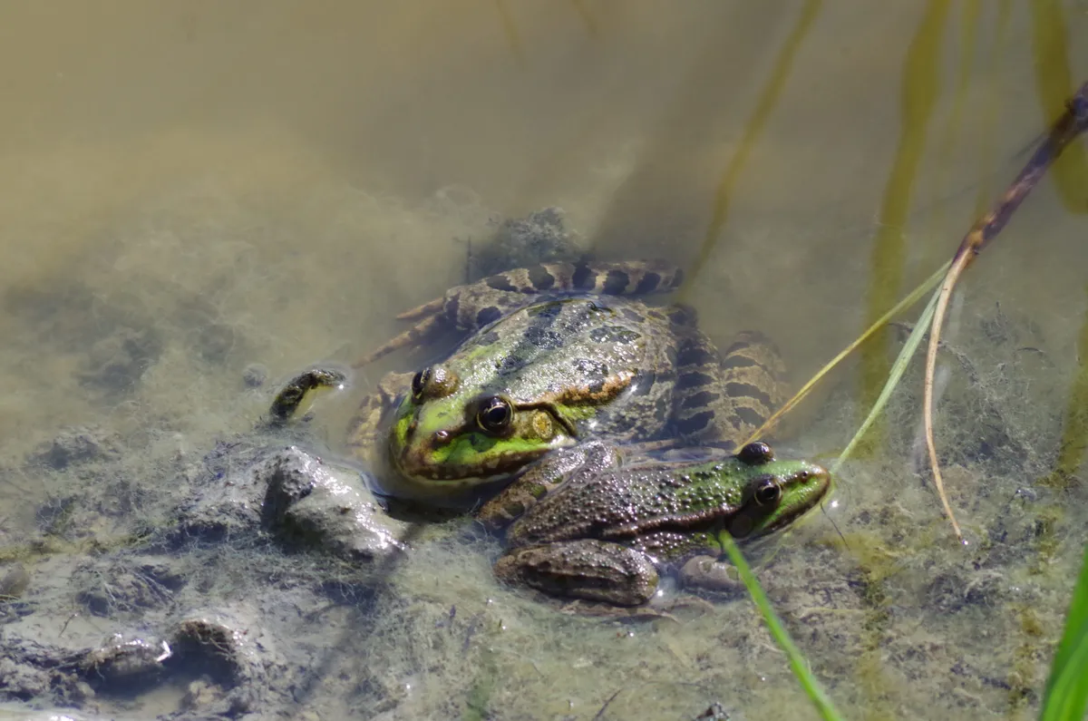 Marsh frog. © Steve Allain