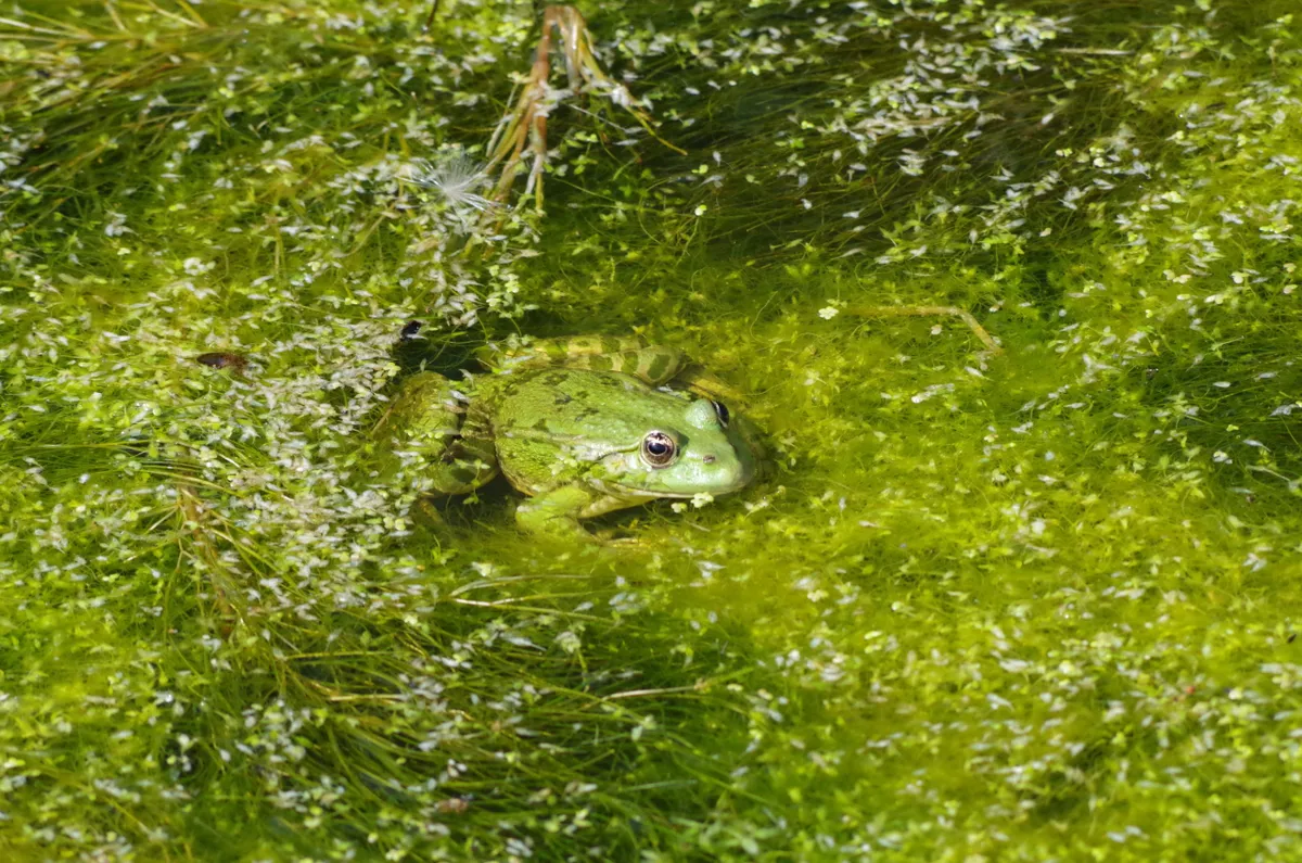Marsh frog. © Steve Allain