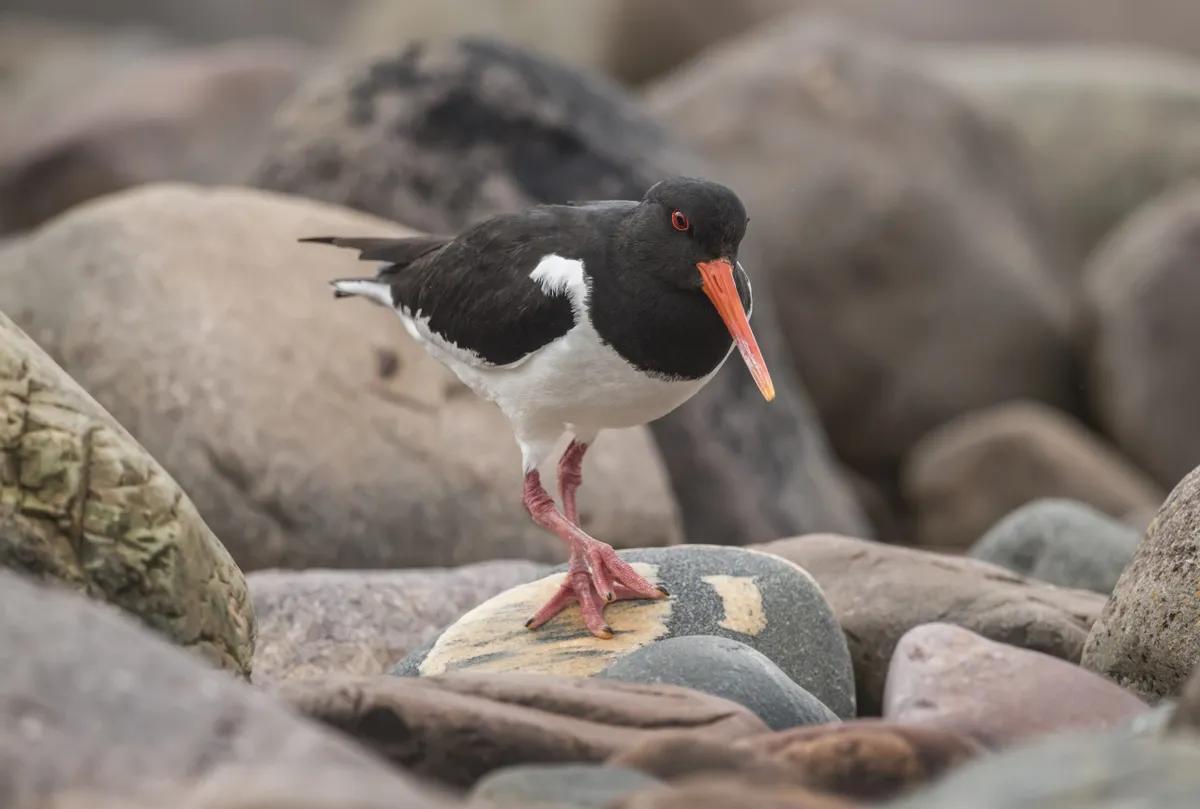 Oystercatcher standing a rock on the beach, close up