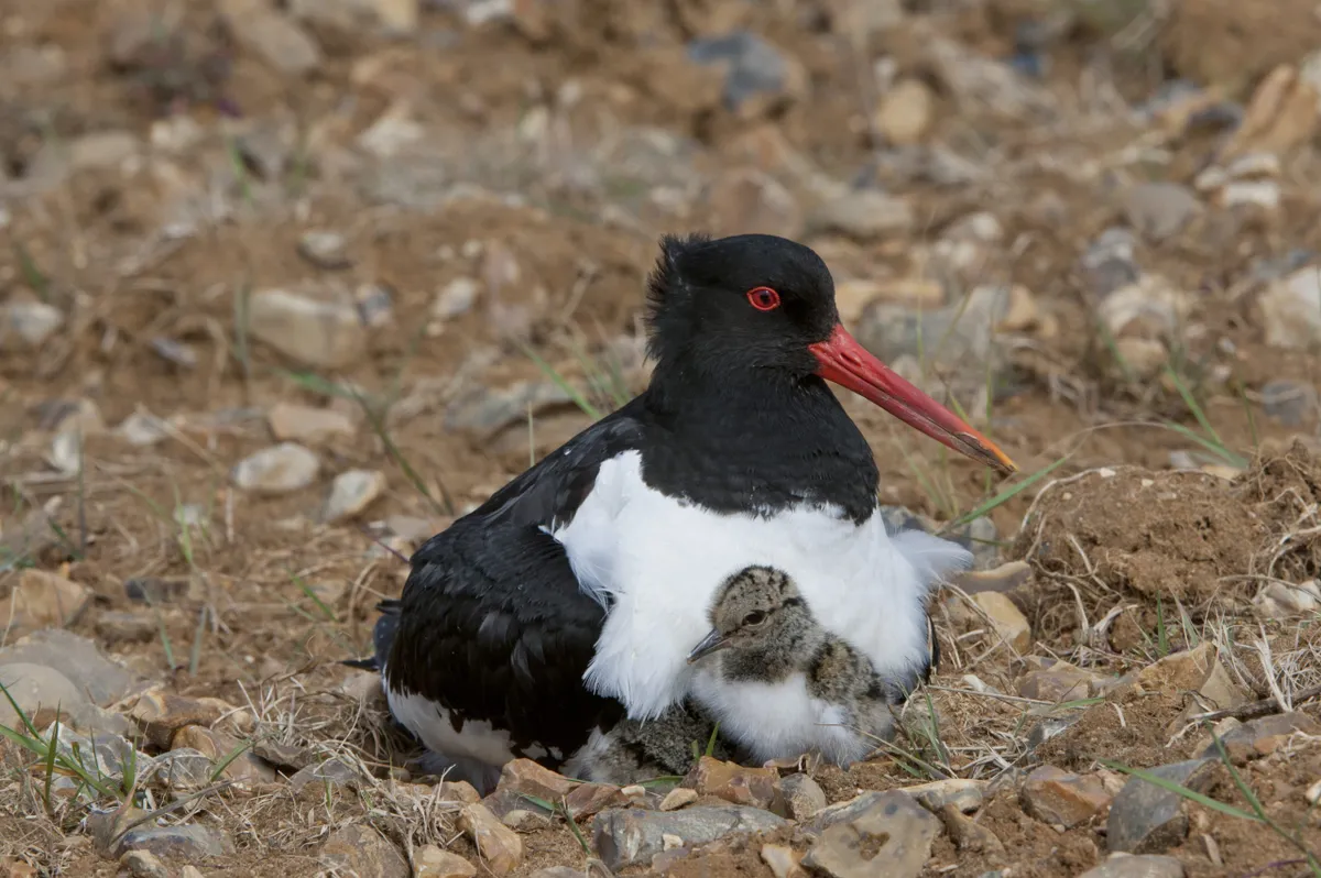 Oystercatcher (Haematopus ostralegus) at the nest with day old young in ploughed Breckland, Norfolk, UK