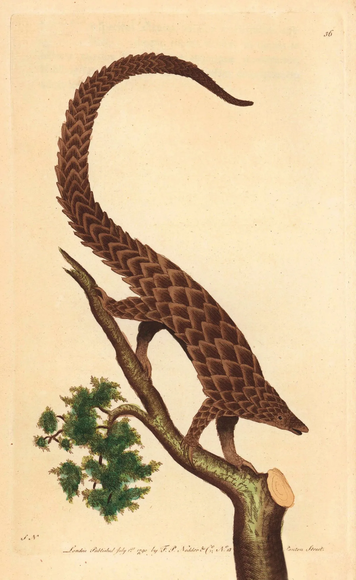 A long-tailed pangolin engraving from George Shaw and Frederick Nodder’s The Naturalist’s Miscellany (1790).