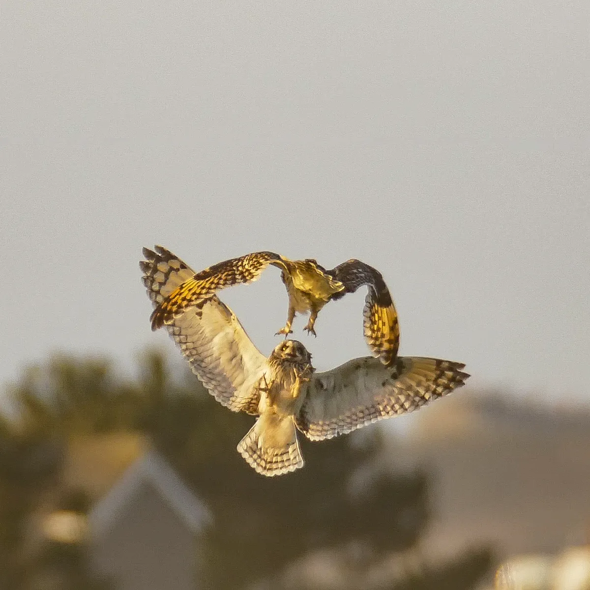 Short-eared owl captures prey