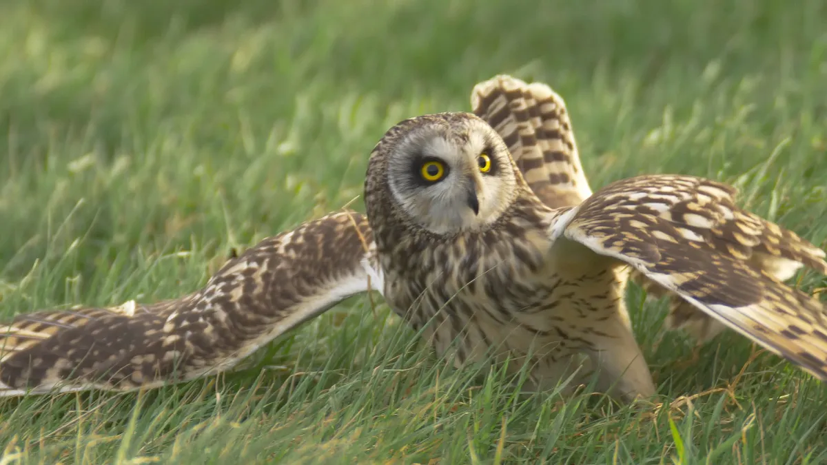 Short-eared owl landing