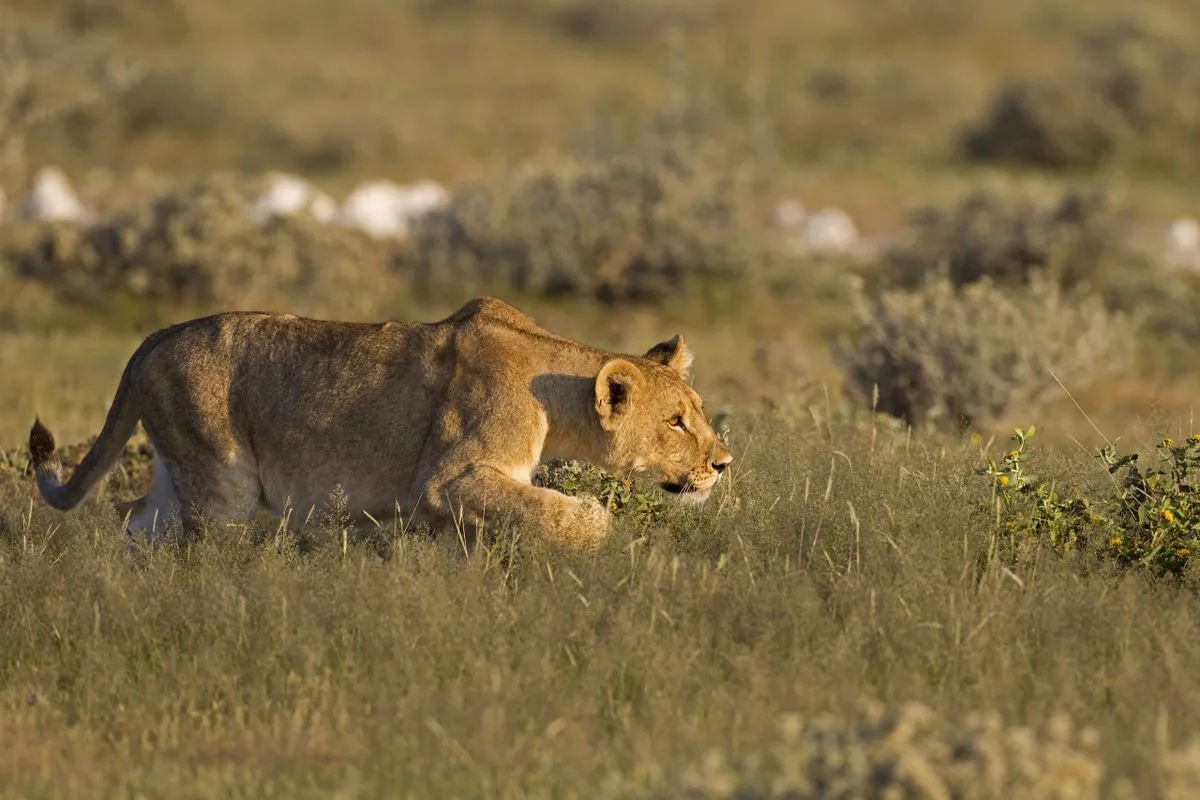 Young Lioness stalking