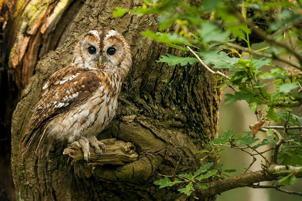 Tawny owl perching on tree