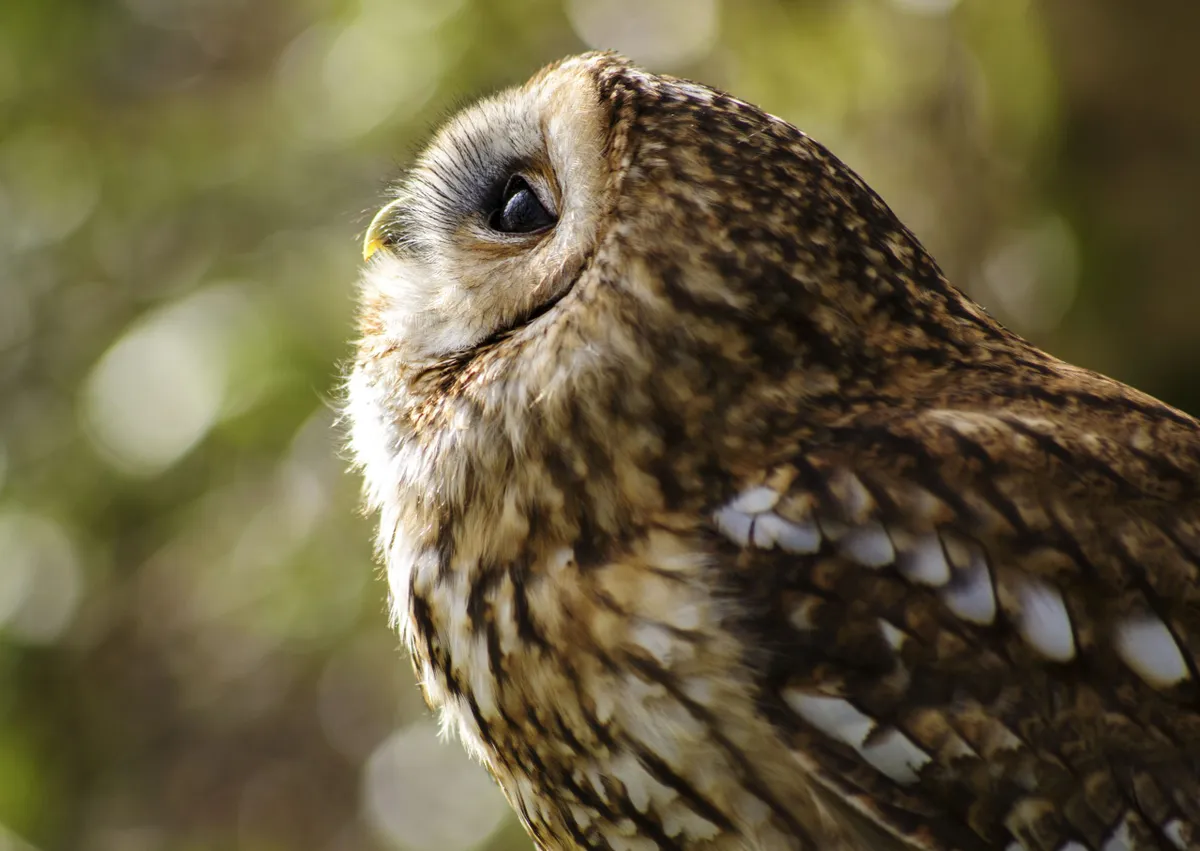 Tawny Owl (Strix Aluco) looking up