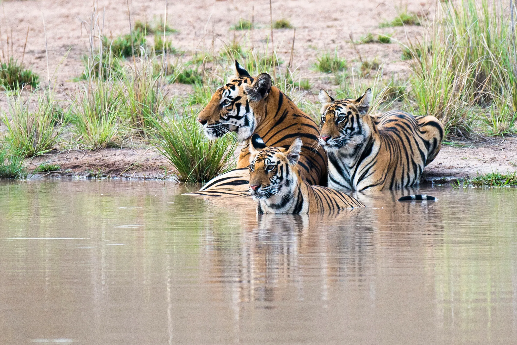 Tiger guide: species facts, how they hunt and where to see in the wild -  Discover Wildlife