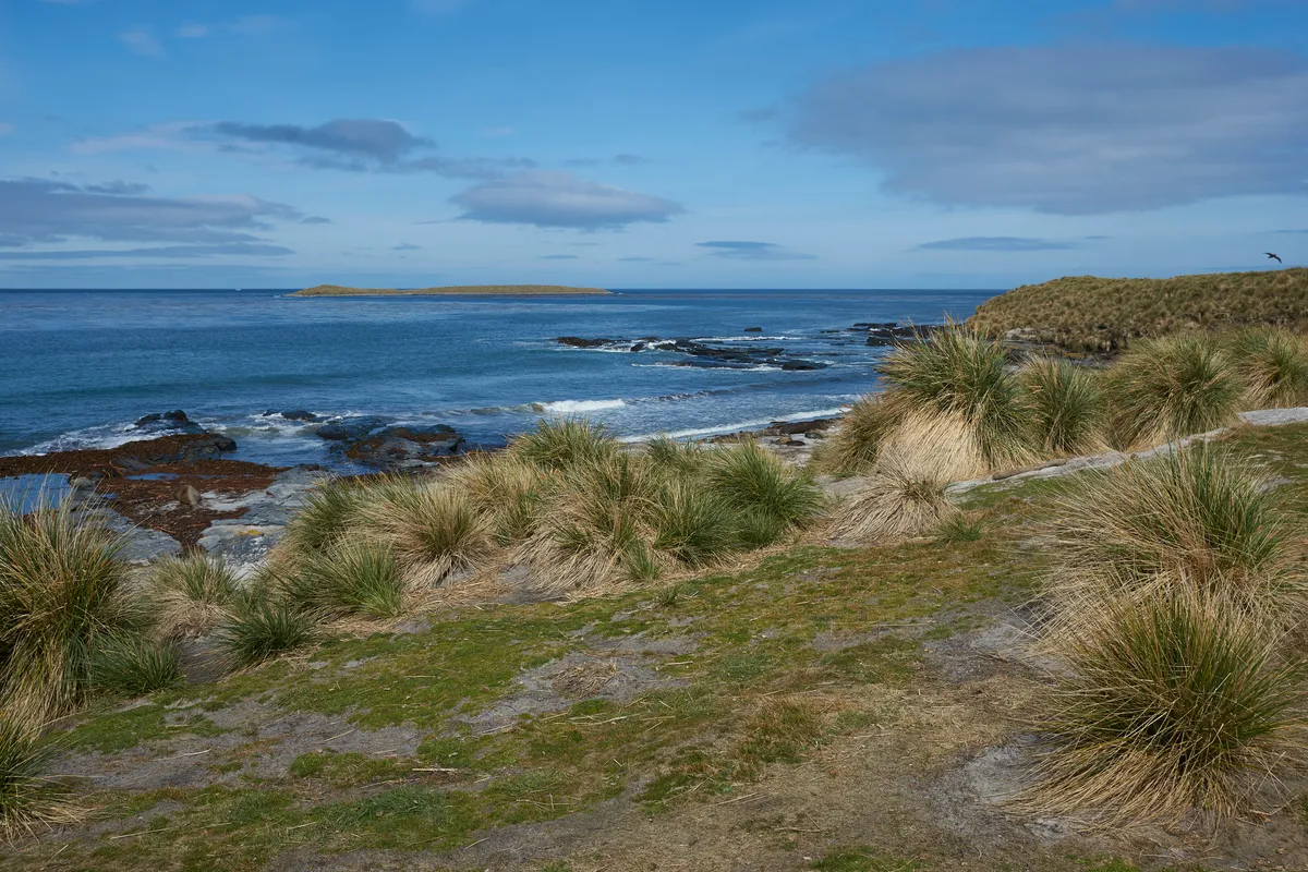 Tussock grass along the coast of Sea Lion Island in the Falkland Islands. Southern Elephant Seals on the beach below./ Credit: Getty