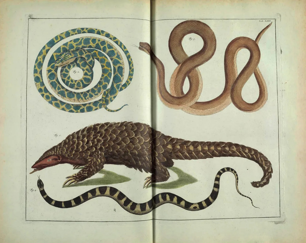 Dutch collector Albertus Seba compared pangolins to snakes and lizards, no doubt due to their scaly exteriors and extremely long tongues.